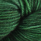 Conifer