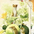 Nature Journal: Autumn