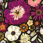 Flower Press: Little Hollow & Red Daisy