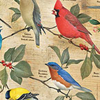 Popular Backyard Birds