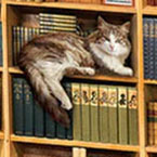 The Cat Library